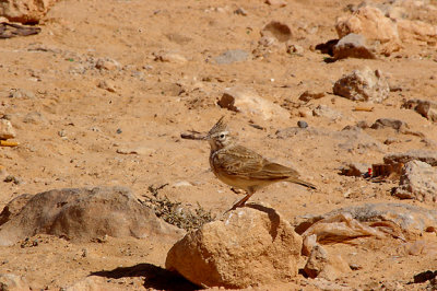 THEKLA LARK . THE AOUSSARD ROAD . WESTERN SAHARA . 7 / 3 / 2010