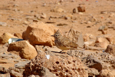 THEKLA LARK . THE AOUSSARD ROAD . WESTERN SAHARA . 7 / 3 / 2010