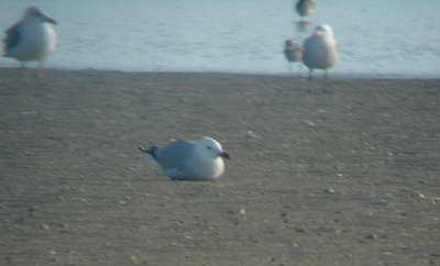 AUDOUIN`S GULL . DAKHLA BAY . WESTERN SAHARA . 7 / 3 / 2010