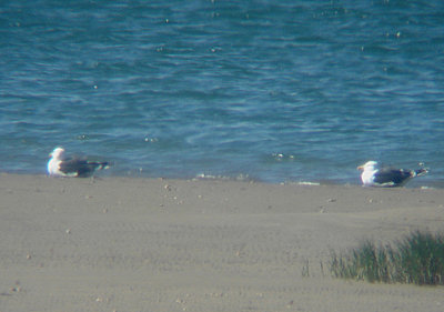 KELP GULL . THE KHNIFISS LAGOON . WESTERN SAHARA . 8 / 3 / 2010
