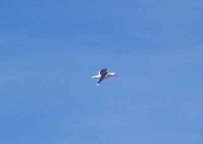 KELP GULL . THE KHNIFISS LAGOON . WESTERN SAHARA . 8 / 3 / 2010