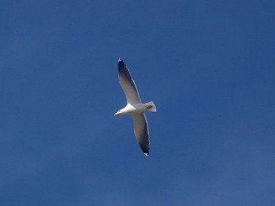 KELP GULL . THE KHNIFISS LAGOON . WESTERN SAHARA . 8 / 3 / 2010