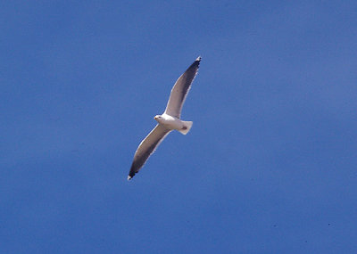 KELP GULL . THE KHNIFISS LAGOON . WESTERN SAHARA . 8 / 3 / 2010