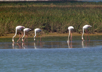 GREATER FLAMINGO . THE KHNIFISS LAGOON . WESTERN SAHARA . 8 / 3 / 2010