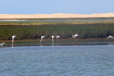 GREATER FLAMINGO . THE KHNIFISS LAGOON . WESTERN SAHARA . 8 / 3 / 2010