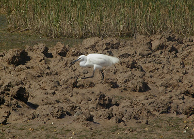 LITTLE EGRET . THE KHNIFISS LAGOON . WESTERN SAHARA . 8 / 3 / 2010