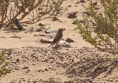 DESERT WHEATEAR . THE KHNIFISS LAGOON . WESTERN SAHARA . 8 / 3 / 2010