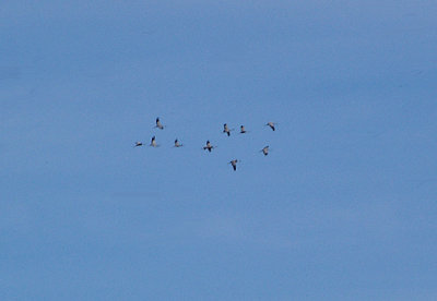 COMMON CRANE . THE OUED MASSA RESERVE . MOROCCO . 9 / 3 / 2010