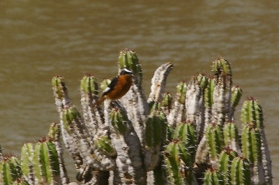 MOUSSIER`S REDSTART . THE OUED MASSA RESERVE . MOROCCO . 9 / 3 / 2010