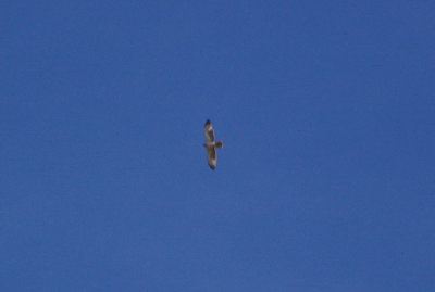 BONELLI`S EAGLE ( Juvenile ) . THE OUED MASSA RESERVE . MOROCCO . 9 / 3 / 2010