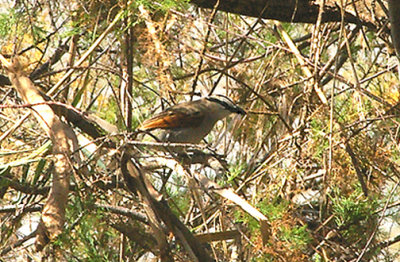BLACK CROWNED TCHAGRA . THE OUED MASSA RESERVE . MOROCCO . 9 / 3 / 2010