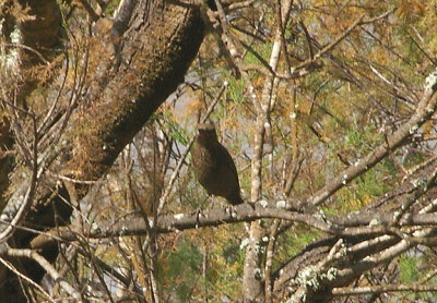 BLUE ROCK THRUSH . THE OUED MASSA RESERVE . MOROCCO . 9 / 3 / 2010