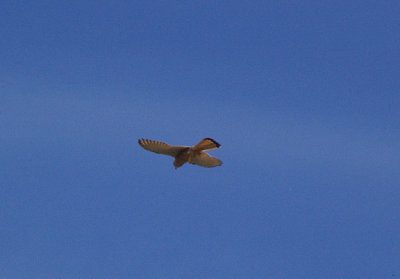 COMMON KESTREL . THE OUED MASSA RESERVE . MOROCCO . 9 / 3 / 2010