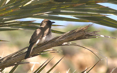 COMMON BULBUL . THE OUED MASSA RESERVE . MOROCCO . 9 / 3 / 2010