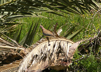 LAUGHING DOVE . THE OUED MASSA RESERVE . MOROCCO . 9 / 3 / 2010
