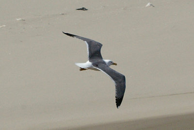 LESSER BLACK BACKED GULL . THE OUED MASSA RESERVE . MOROCCO . 9 / 3 / 2010