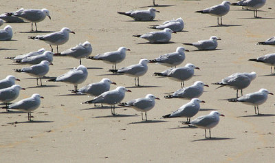 AUDOUIN`S GULL . THE OUED MASSA RESERVE . MOROCCO . 9 / 3 / 2010