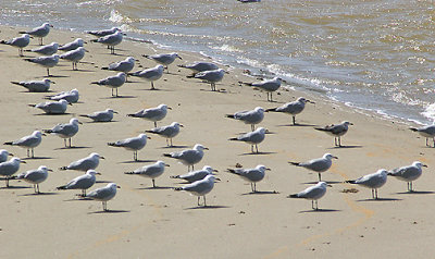AUDOUIN`S GULL . THE OUED MASSA RESERVE . MOROCCO . 9 / 3 / 2010