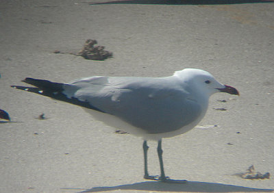 AUDOUIN`S GULL . THE OUED MASSA RESERVE . MOROCCO . 9 / 3 / 2010