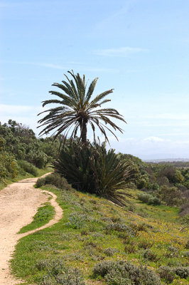 PALM TREE IN THE OUED MASSA RESERVE . MOROCCO . 9 / 3 / 2010