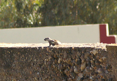 BARBARY GROUND SQUIRREL . THE OUED MASSA RESERVE . MOROCCO . 9 / 3 / 2010