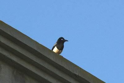 BLACK-BILLED MAGPIE ( Mauritanica ) . THE MOTEL RIBIS . AGADIR . MOROCCO . 10 / 3 / 2010