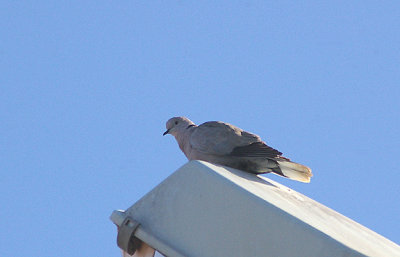 10 . 3 . 2010 . ( H ) . COLLARED DOVE . THE MOTEL RIBIS (1).JPG