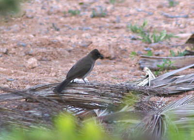 COMMON BULBUL . THE MOTEL RIBIS . AGADIR . MOROCCO . 10 / 3 / 2010