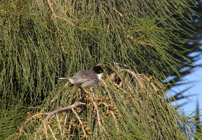 SARDINIAN WARBLER . THE MOTEL RIBIS . AGADIR . MOROCCO . 10 / 3 / 2010