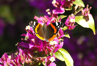 RED ADMIRAL . THE MOTEL RIBIS . AGADIR . MOROCCO . 10 / 3 / 2010