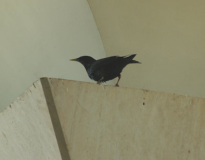 SPOTLESS STARLING . AGADIR AIRPORT . MOROCCO . 10 / 3 / 2010