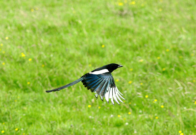 BLACK-BILLED MAGPIE . BOWLING GREEN MARSH . TOPSHAM . DEVON . ENGLAND . 22 / 6 / 2016