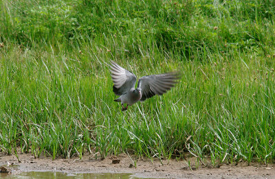 STOCK DOVE . BOWLING GREEN MARSH . TOPSHAM . DEVON . 11 . 7 . 2016
