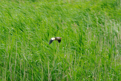 LITTLE BITTERN ( Male ) . HAM WALL . SOMERSET . 12 . 7 . 2016