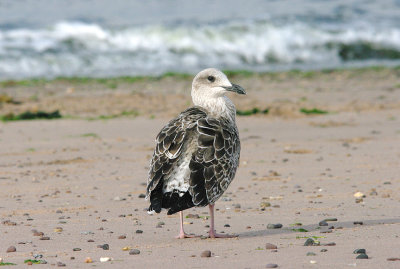 YELLOW-LEGGED GULL ( Juvenile ) . EXMOUTH BEACH . DEVON . 24 . 7 . 2016