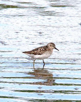 LEAST SANDPIPER . BLACKHOLE MARSH . SEATON . DEVON . 3 . 8 . 2016 