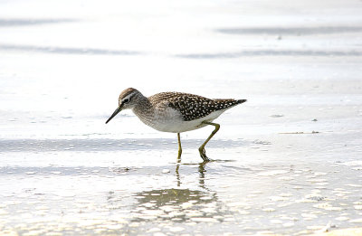 WOOD SANDPIPER , BLACKHOLE MARSH , SEATON , DEVON , 3 , 8 , 2016