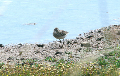 LEAST SANDPIPER , BLACKHOLE MARSH , SEATON , DEVON , 4 , 8 , 2016