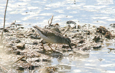 LEAST SANDPIPER . BLACKHOLE MARSH . SEATON . DEVON . 4 . 8 . 2016 