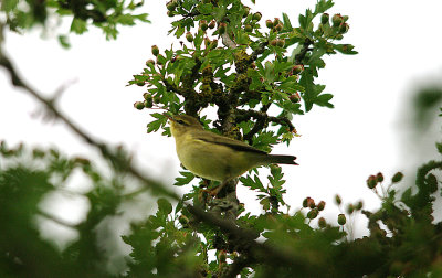 WILLOW WARBLER . BOWLING GREEN MARSH . TOPSHAM . DEVON . 8 . 8 . 2016