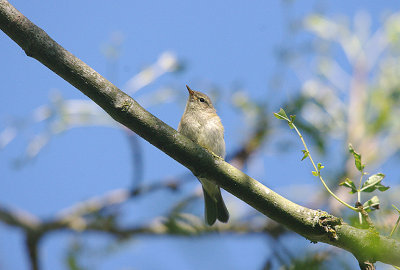 COMMON CHIFFCHAFF ( Juvenile ) . BOWLING GREEN MARSH . TOPSHAM . DEVON . 12 . 8 . 2016