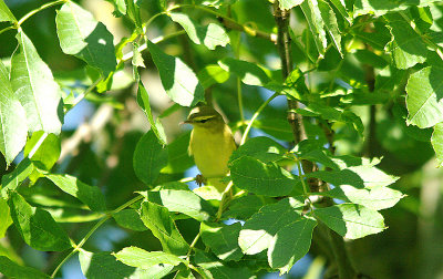 WILLOW WARBLER . BOWLING GREEN MARSH . TOPSHAM . DEVON . 12 . 8 . 2016
