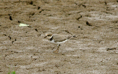 LITTLE RINGED PLOVER ( Juvenile ) . BOWLING GREEN MARSH . TOPSHAM . DEVON . 20 . 8 . 2016