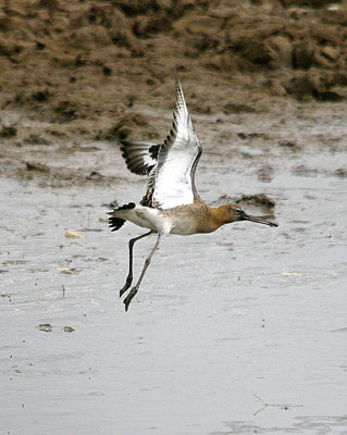 BLACK-TAILED GODWIT . BOWLING GREEN MARSH . TOPSHAM . DEVON . 20 . 8 . 2016