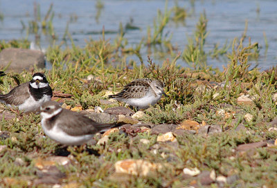 LITTLE STINT ( Juvenile ) . DAWLISH WARREN . DEVON . 23 . 8 . 2016