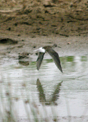 WOOD SANDPIPER . BOWLING GREEN MARSH . TOPSHAM . DEVON . 25 . 8 . 2016