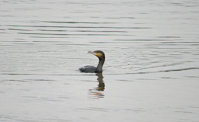 CORMORANT . THE CLYST ESTUARY . TOPSHAM . DEVON . ENGLAND . 25 . 8 . 2016