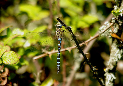 MIGRANT HAWKER . BOWLING GREEN MARSH . TOPSHAM . DEVON . 1 . 9 . 2016