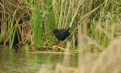 WESTERN SWAMPHEN , ARRACOMPO , SPAIN , 13 , 4 , 2016