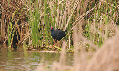 WESTERN SWAMPHEN . ARRACOMPO . SPAIN . 13 . 4 . 2016